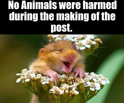No Animals Harmed