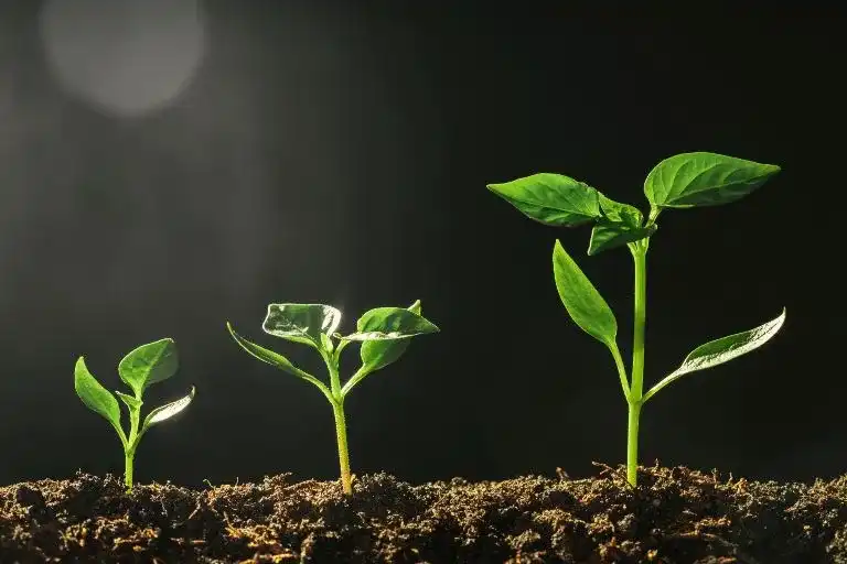 The Strategic Impact of Customer Identity on Business Growth